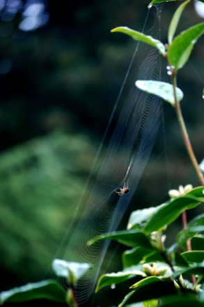 spider at centre of orb web attached to garden plants
