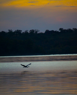 heron flying over water at dusk with tree lined shore